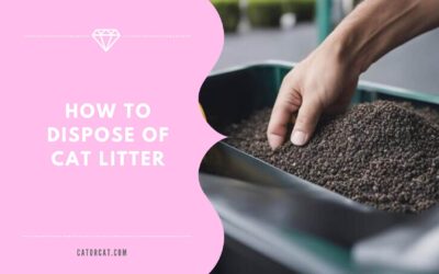 How to Dispose of Cat Litter -Eco-Friendly Methods