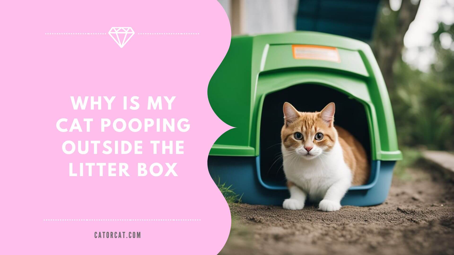 Why Is My Cat Pooping Outside the Litter Box? Cat or Cat