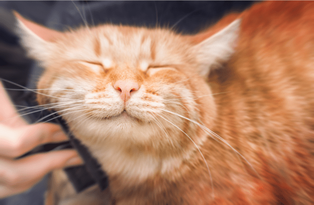 Cat or Cat - About